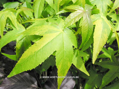 Liquidambar styraciflua 'Variegata' - Sierboom - Hortus Conclusus  - 2