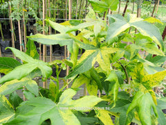 Liquidambar styraciflua 'Variegata' - Sierboom - Hortus Conclusus  - 3