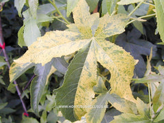 Liquidambar styraciflua 'Variegata' - Sierboom - Hortus Conclusus  - 4