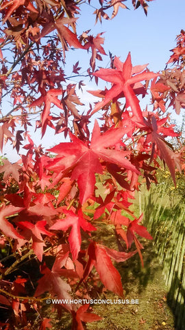 Liquidambar styraciflua 'Worplesdon'