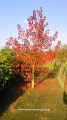 Liquidambar styraciflua 'Worplesdon' - Sierboom - Hortus Conclusus  - 2