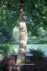 Liquidambar styraciflua 'Worplesdon' - Sierboom - Hortus Conclusus  - 3