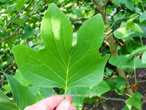 Liriodendron tulipifera 'Fastigiatum'