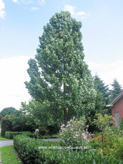 Liriodendron tulipifera 'Fastigiatum' - Sierboom - Hortus Conclusus  - 2