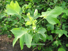 Liriodendron tulipifera 'Fastigiatum' - Sierboom - Hortus Conclusus  - 3