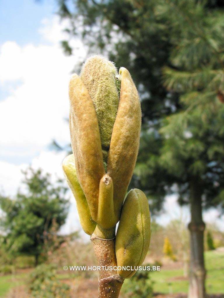 Magnolia acuminata 'Busey' - Heester - Hortus Conclusus 