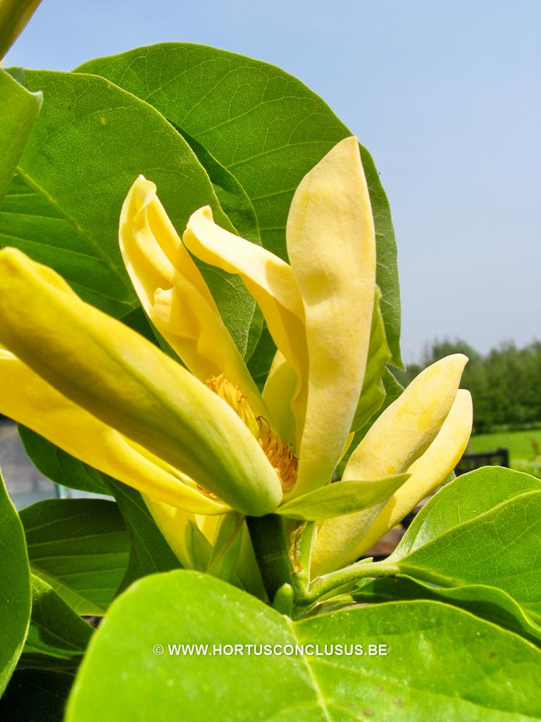 Magnolia acuminata 'Large Yellow' - Sierboom - Hortus Conclusus  - 1