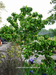Magnolia acuminata 'Large Yellow' - Sierboom - Hortus Conclusus  - 2