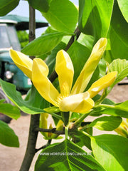 Magnolia acuminata 'Large Yellow' - Sierboom - Hortus Conclusus  - 3