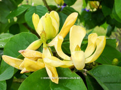Magnolia acuminata 'Large Yellow' - Sierboom - Hortus Conclusus  - 5
