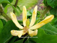 Magnolia acuminata 'Large Yellow' - Sierboom - Hortus Conclusus  - 6