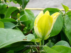 Magnolia acuminata 'Large Yellow' - Sierboom - Hortus Conclusus  - 7