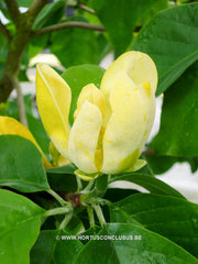 Magnolia acuminata 'Large Yellow' - Sierboom - Hortus Conclusus  - 8