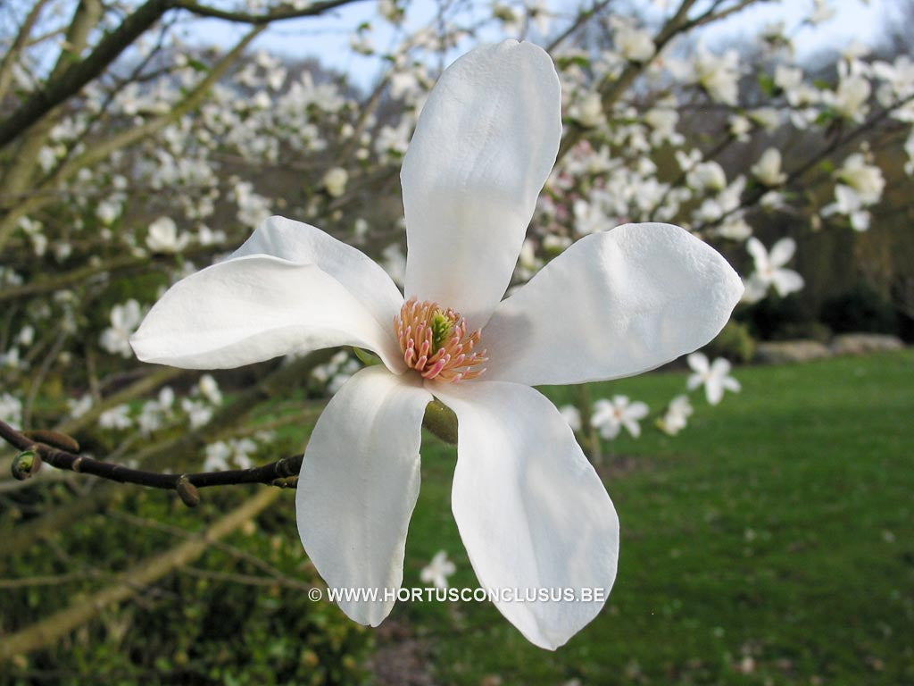 Magnolia acuminata var. subcordata 'Kinju' - Sierboom - Hortus Conclusus  - 1