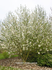 Magnolia acuminata var. subcordata 'Kinju' - Sierboom - Hortus Conclusus  - 2