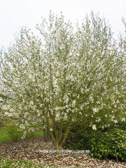 Magnolia acuminata var. subcordata 'Kinju' - Sierboom - Hortus Conclusus  - 2