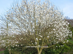 Magnolia acuminata var. subcordata 'Kinju' - Sierboom - Hortus Conclusus  - 3