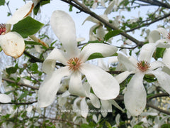 Magnolia acuminata var. subcordata 'Kinju' - Sierboom - Hortus Conclusus  - 4