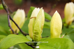 Magnolia acuminata var. subcordata 'Kinju' - Sierboom - Hortus Conclusus  - 5