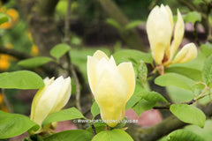 Magnolia acuminata var. subcordata 'Kinju' - Sierboom - Hortus Conclusus  - 6