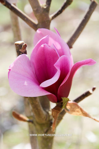 Magnolia 'Amethyst Flame'