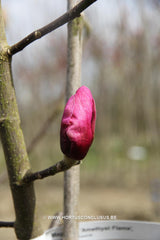 Magnolia 'Amethyst Flame' - Sierboom - Hortus Conclusus  - 2