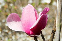 Magnolia 'Amethyst Flame' - Sierboom - Hortus Conclusus  - 3