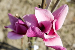 Magnolia 'Amethyst Flame' - Sierboom - Hortus Conclusus  - 4