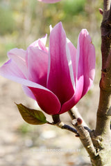 Magnolia 'Amethyst Flame' - Sierboom - Hortus Conclusus  - 5