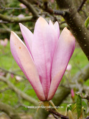 Magnolia 'Ann' - Sierboom - Hortus Conclusus  - 1