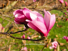 Magnolia 'Ann' - Sierboom - Hortus Conclusus  - 2