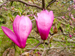 Magnolia 'Ann' - Sierboom - Hortus Conclusus  - 3