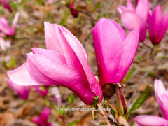 Magnolia 'Ann' - Sierboom - Hortus Conclusus  - 4