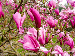 Magnolia 'Ann' - Sierboom - Hortus Conclusus  - 5