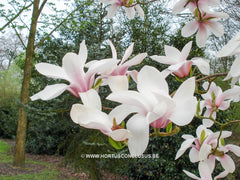 Magnolia 'Anne Rosse' - Sierboom - Hortus Conclusus  - 1