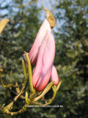 Magnolia 'Anne Rosse' - Sierboom - Hortus Conclusus  - 2