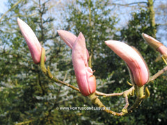 Magnolia 'Anne Rosse' - Sierboom - Hortus Conclusus  - 3