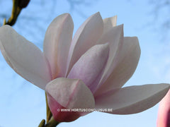 Magnolia 'Anne Rosse' - Sierboom - Hortus Conclusus  - 4