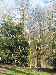Magnolia 'Anne Rosse' - Sierboom - Hortus Conclusus  - 5