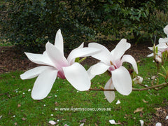 Magnolia 'Anne Rosse' - Sierboom - Hortus Conclusus  - 7