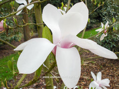 Magnolia 'Anne Rosse' - Sierboom - Hortus Conclusus  - 8