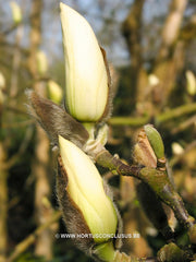 Magnolia 'Anticipation' - Sierboom - Hortus Conclusus  - 1