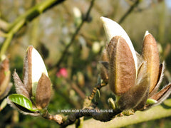 Magnolia 'Anticipation' - Sierboom - Hortus Conclusus  - 2