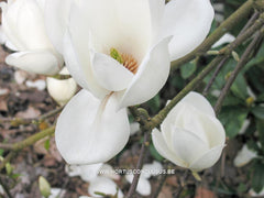 Magnolia 'Anticipation' - Sierboom - Hortus Conclusus  - 4