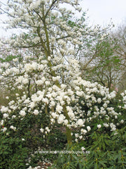 Magnolia 'Anticipation' - Sierboom - Hortus Conclusus  - 5