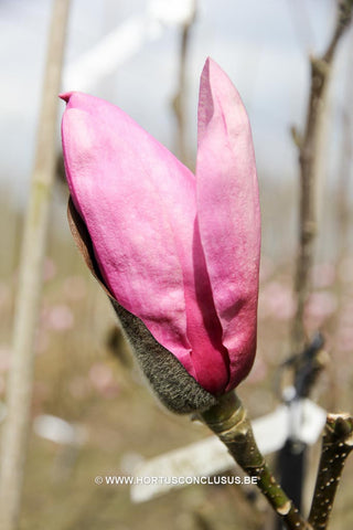 Magnolia 'Apollo'