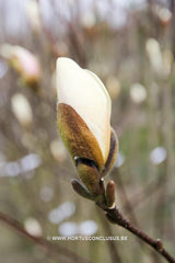 Magnolia 'Asian Artistry' - Sierboom - Hortus Conclusus  - 1