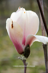 Magnolia 'Asian Artistry' - Sierboom - Hortus Conclusus  - 2