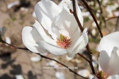 Magnolia 'Asian Artistry' - Sierboom - Hortus Conclusus  - 3