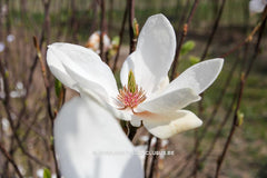 Magnolia 'Asian Artistry' - Sierboom - Hortus Conclusus  - 5